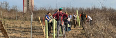 Alle packen mit an beim Setzen der neuen Bäume auf dem Lattberg