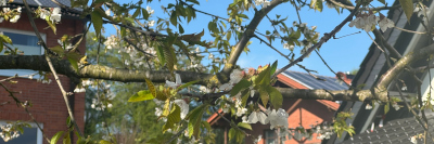 Kirschblüten als Symbolbild für den Ostergruß des Heimatschützenverein Entrup